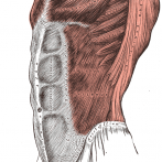 Abdominal muscles