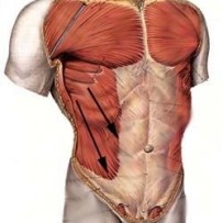 Oblique muscles