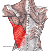 Latissimus dorsi muscle