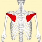 Infraspinatus muscle
