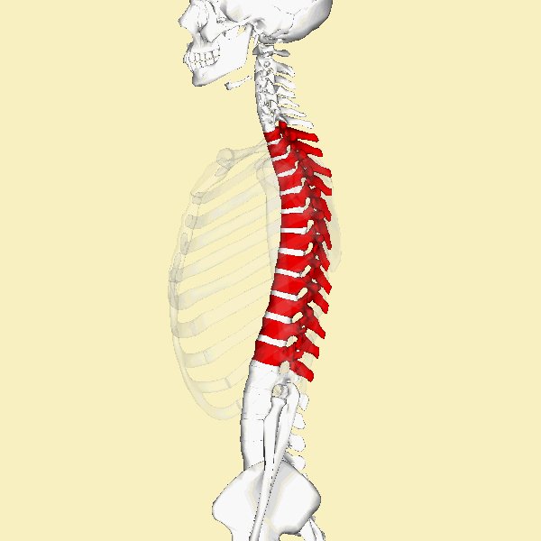 Fitness 301. Thoracic Spine Mobility for a More Powerful Golf Swing